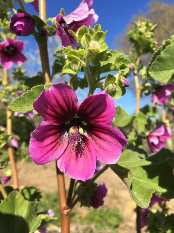 Malva arborea